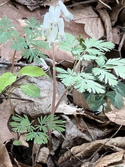 Dicentra canadensis