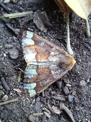 Caripeta pulcherrima