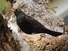 Turdus merula