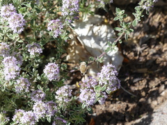 Heterostylum robustum