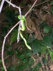 Trimeresurus albolabris