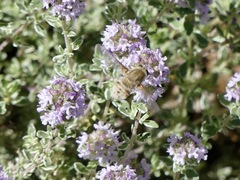 Heterostylum robustum