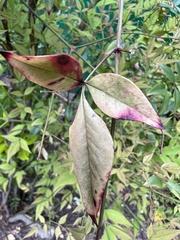 Pseudocercospora nandinae