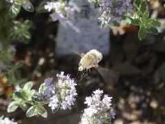 Heterostylum robustum
