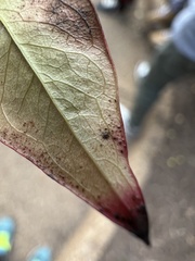 Pseudocercospora nandinae
