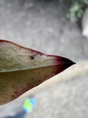 Pseudocercospora nandinae