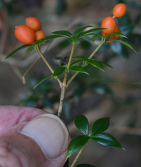 Alyxia oblongata