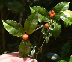 Alyxia oblongata