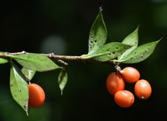 Alyxia oblongata