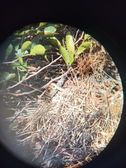 Aspidoscelis rodecki