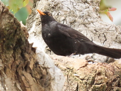Turdus merula
