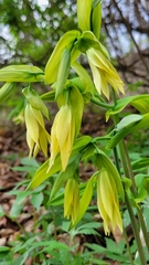Uvularia grandiflora