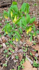Uvularia grandiflora