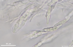 Lophiostoma