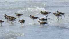 Calidris pugnax