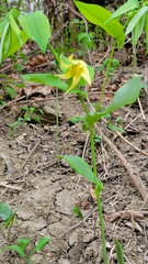 Uvularia grandiflora