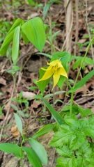 Uvularia grandiflora