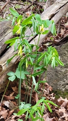 Uvularia grandiflora
