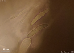 Lophiostoma