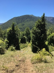 Archidasyphyllum diacanthoides