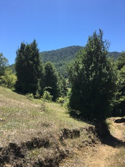 Archidasyphyllum diacanthoides