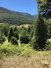 Archidasyphyllum diacanthoides