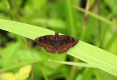 Nisoniades macarius