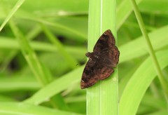 Nisoniades macarius