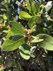 Arctostaphylos rainbowensis