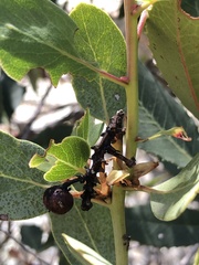 Arctostaphylos rainbowensis