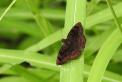 Nisoniades macarius