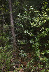 Alyxia oblongata