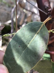 Arctostaphylos rainbowensis