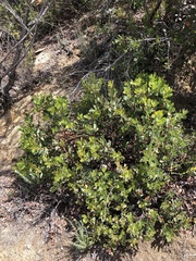Arctostaphylos rainbowensis