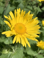 Doronicum pardalianches