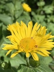 Doronicum pardalianches