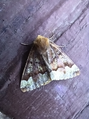 Caripeta pulcherrima