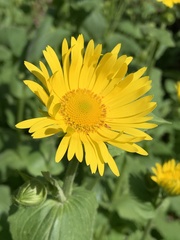 Doronicum pardalianches