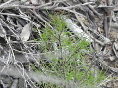 Cordylanthus rigidus setigerus