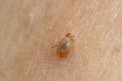 Ixodidae