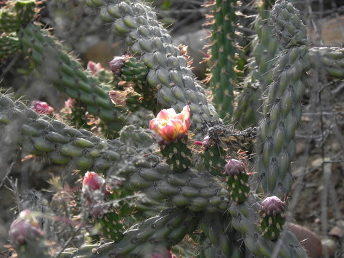 California cholla (Cylindropuntia californica)