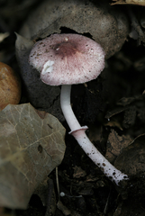 Leucoagaricus roseilividus