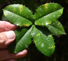 Alyxia grandis
