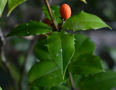 Alyxia grandis
