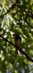 Setophaga coronata