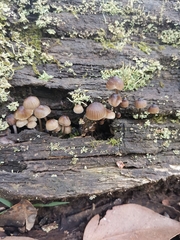 Mycena nargan