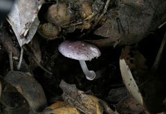 Leucoagaricus roseilividus