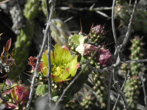 California cholla (Cylindropuntia californica)