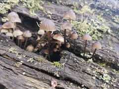 Mycena nargan