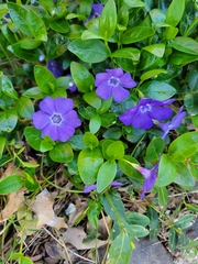 Vinca minor